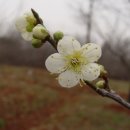 나무가 꿈꾸는 집 이미지