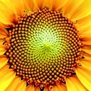 수열농장 이미지