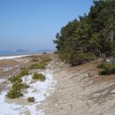 바다엔소나무 이미지