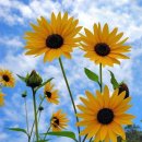 해바라기 이미지