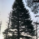 우에노하라 공원을 지키는 한 그루의 소나무 / 上ノ原公園公園を守る一本の松の木 / The Single Pine Tree Protectin 이미지
