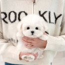 부산강아지분양 미유펫 | 부산강아지분양 미유펫 방문해봤어요