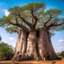 바오밥나무기타 이미지