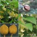 (주)나무 이미지