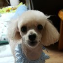 까까보개 이미지