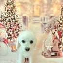 DOG 깨비 이미지