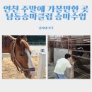인천남동승마클럽 | 인천 주말 아이와 가볼만한곳 어린이 승마체험 리얼후기