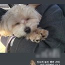 치즈 애견유치원&애견호텔 | 금천구 애견유치원 애견호텔 ,다루이 등원후기