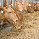 덕명농장 이미지