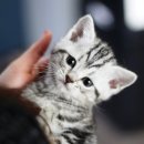 마포고양이도레미캣 이미지