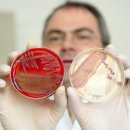 Killer E.coli strain described as deadliest yet 이미지