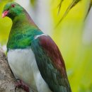 New Zealand pigeon 이미지