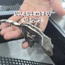 분양통 - 28985 | 청춘렙타일' 하이퀄리티 아잔틱 실물 본 후기 (+분양받으면 사육통+패드+분무기+온습도계+안내사항 까지...