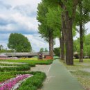 보강천 미루나무숲 이미지