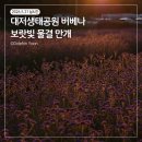 부산 6월 꽃구경 명소 대저생태공원 버베나 만개 실시간 개화상황