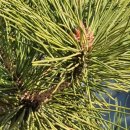 독불장군 이미지