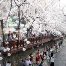 CU(벚꽃점) 이미지