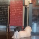 향동애견미용 이미지