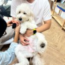 도그먼트 이미지