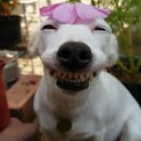 타로카페벗 | 친구 이하 가족 미만 짐승