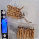 동충하초 (冬蟲夏草)의효능 부작용 판매금액 티벳의야챠쿰바 이미지