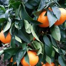 석화농장 이미지