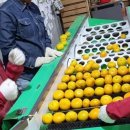 신화농장 이미지