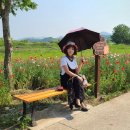 가수 김수진 초동면 연가길 양귀비 꽃을 찾아 이미지