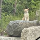 스테이 앤 다이닝산 | 강원도 고성 숙소추천 스테이앤 다이닝산 고즈넉한 룸 에서 힐링 하고 왔어요