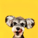 안산동물약국 이미지