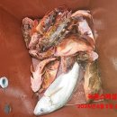 cu 고흥행정점 | 고흥 스페셜드림호의 붉바리 민어 생미끼 외수질 출조 조황
