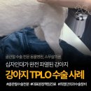 은십자 | 강아지 십자인대수술 후기, 과정부터 예후까지 보여드립니다.