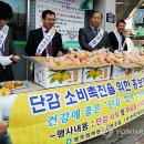 신용단감