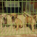 Awesome kennel 이미지