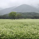 멍텅구리 이미지