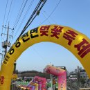 원마트 | 원주 태장동벚꽃축제 후기 (태장동원마트앞, 4/14까지)