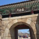 양지목장 | 해미읍성, 한우목장벚꽃길, 유기방가옥 수선화 만개 / 서산 여행 봄꽃 나들이