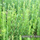 약초브라더스