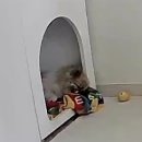 럽독 네이버블로그