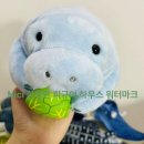 매너티와 듀공 이미지