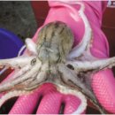 대관령동태찌개 이미지