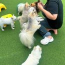 해바라기어린이공원 | 충남 보령 아이 또는 연인과 함께 가기 좋은 개화예술공원 [바둑이네동물원]