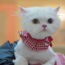 페페로미아 이미지