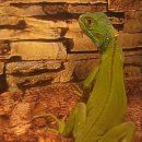 이구아나 이미지