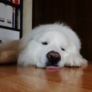 행복한 꿈을 꾸는  이미지