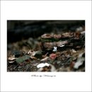 들꽃카페 이미지