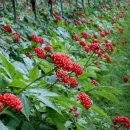 광명인삼 이미지