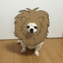 마메루 이미지