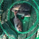 릴파머 | 바다낚시줄원줄 감성돔 참돔 벵어돔 낚시줄 에프원후기