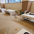 냥이 싸롱 이미지